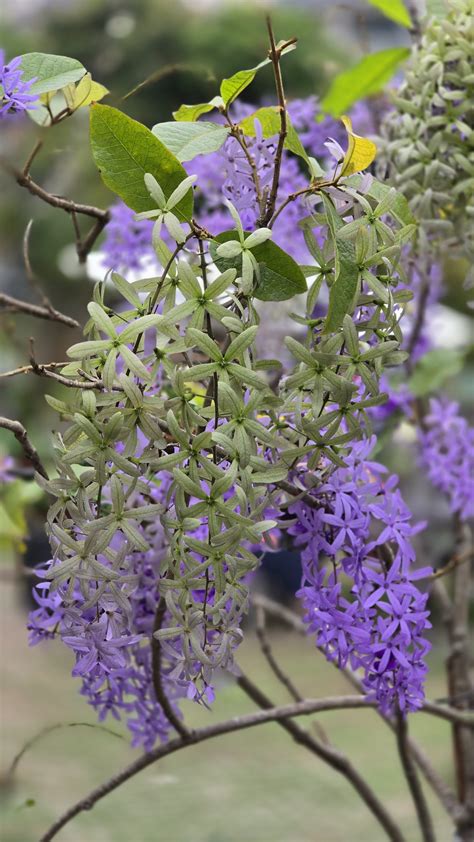 許願藤風水|錫葉藤、藍花藤，紫絨花、紙葉藤、許願藤 – 菁芳園綠。